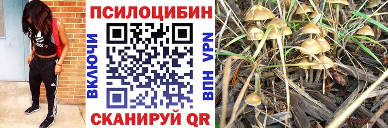 сколько стоит  Гагарин  Галлюциногенные грибы Psilocybine cubensis 